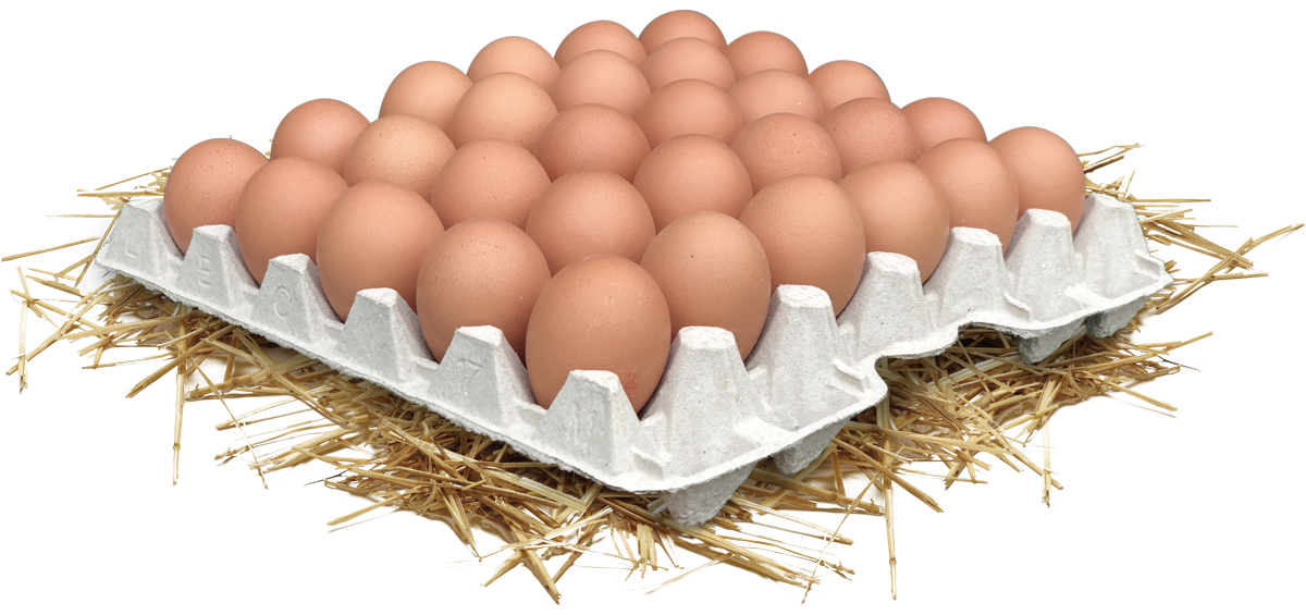 Unsere Eier Kottsieper de