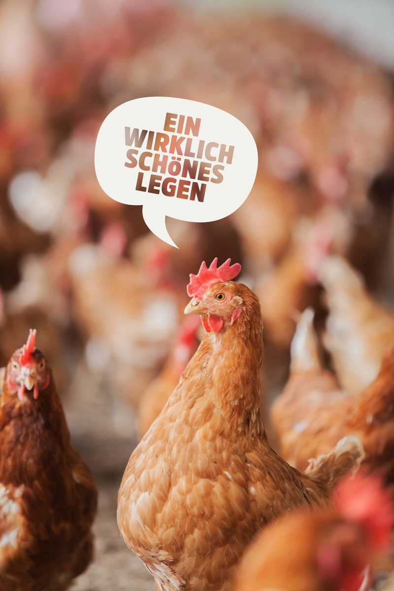 Unsere Huehner Kottsieper de